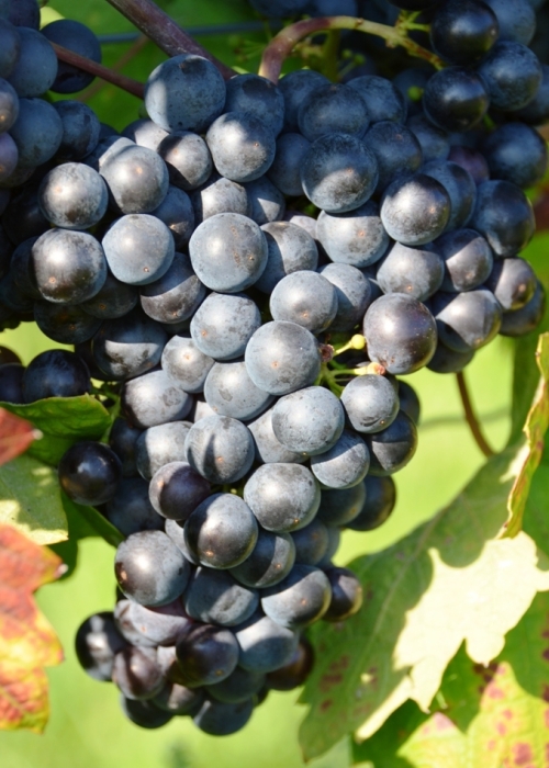 Zinfandel ANT 6408